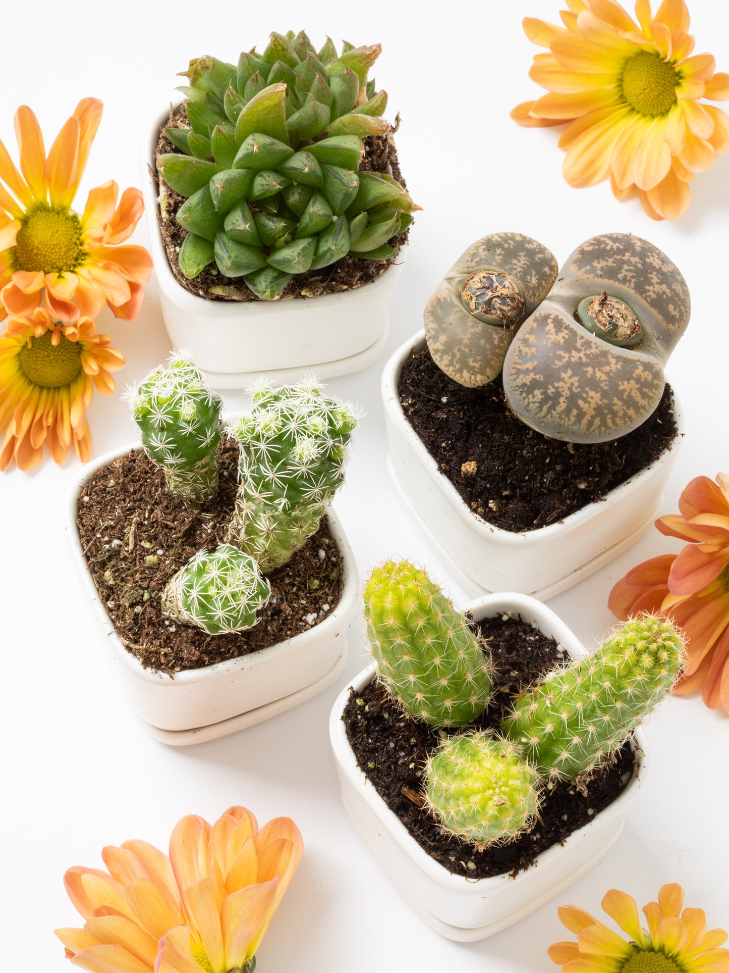 Mini Succulent Plants in Square White Pots (Set of 4) including Lithops, Ice Plants, Cacti, to name a few, Perfect for the windowsill, Each succulent plant has different color blooms, Sourced in California.