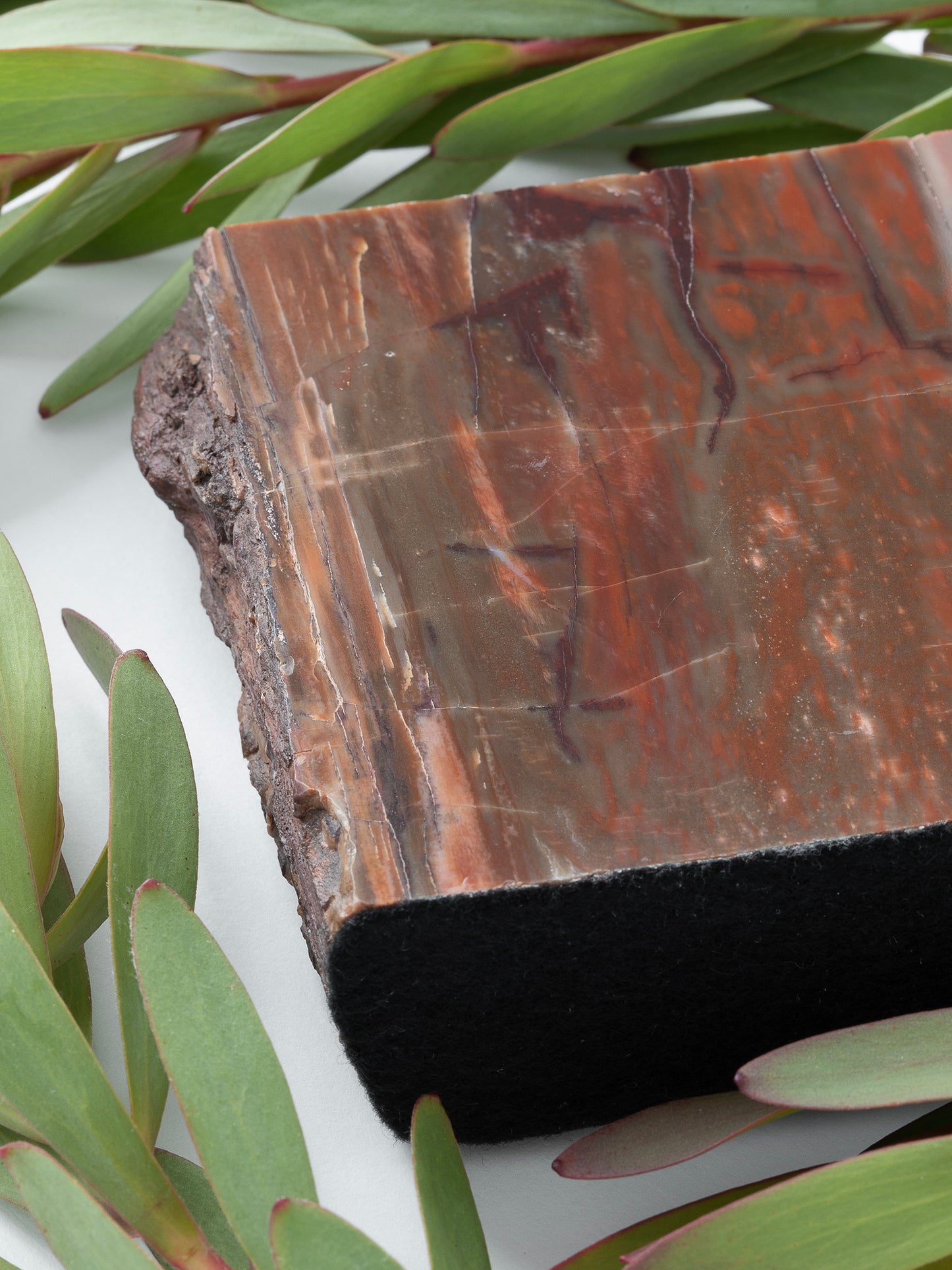 Each piece of this ancient Petrified Wood is like a giant crystal, sparkling in the sunlight, giving us clues to the ancient forests that once blanketed the Earth.